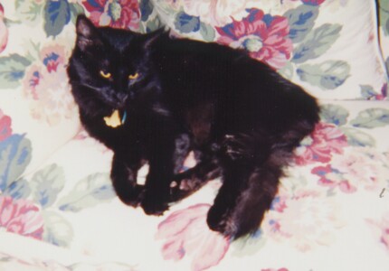 A photo of Frankenstein the cat