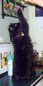 A photo of Rasputin the cat