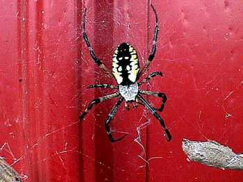 A poor, orphaned spider