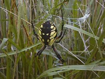 The powerful ruler of the spiders
