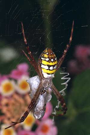 An innocent spider -- when will the massacre end?