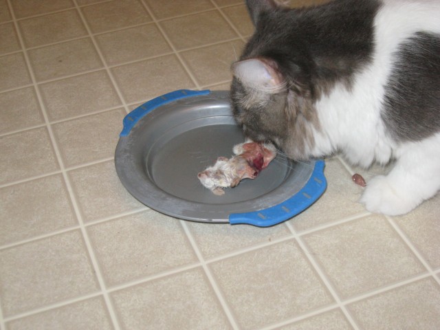 Dora examines her mouse