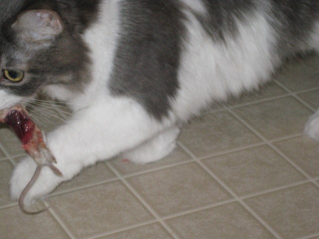 Dora carries her mouse