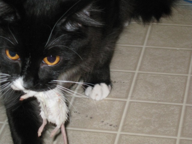 Dusty making a break for it