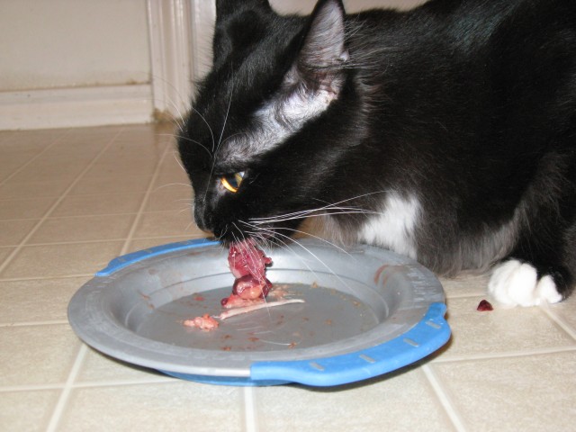 Still more Dusty eating