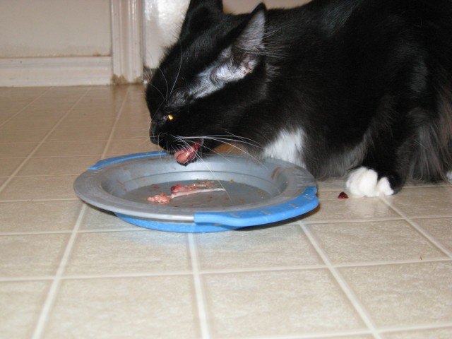 Yet still more Dusty eating