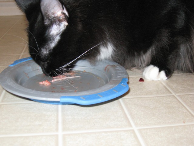 Dusty cleaning his plate