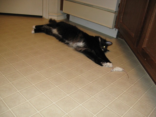 Dusty demonstrates that he does not consider the mouse to be food