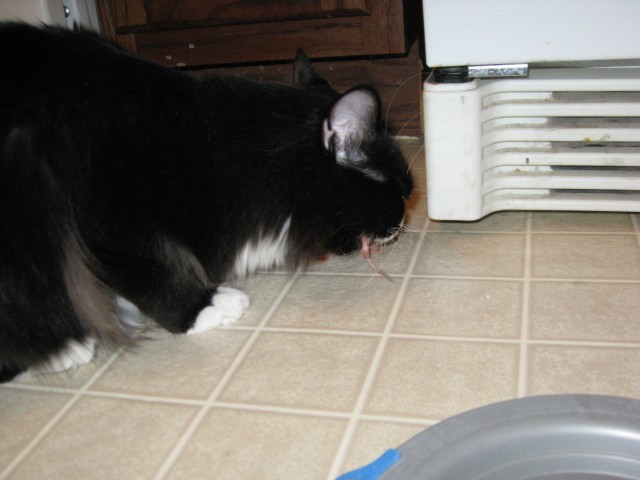 Dusty with a tail sticking out of his mouth