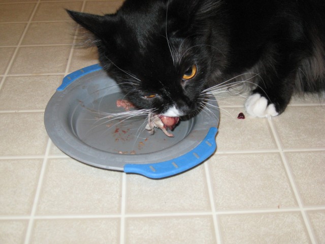 Dusty eating