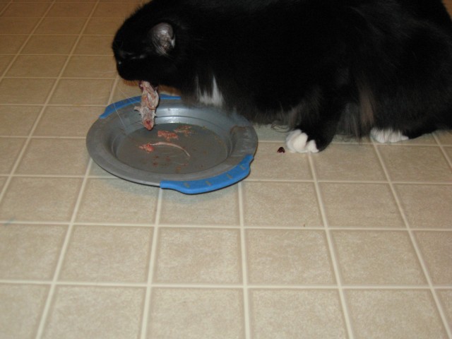 More of Dusty eating