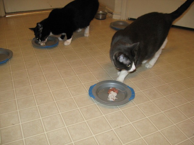 Felix and Matilda examine their mice