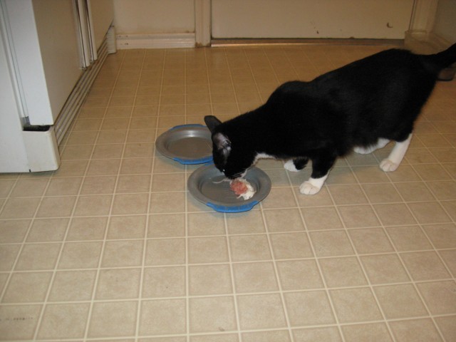 Felix inspects the mouse