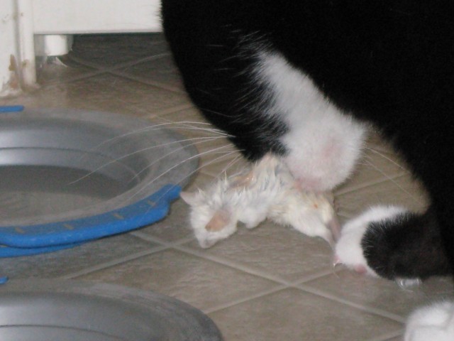 Felix looks like he may be trying to eat the mouse, but really he is just trying to find more meat on it