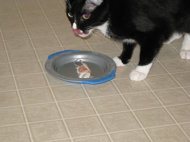 Felix licks his chops