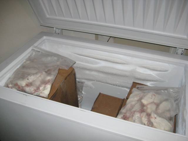 Dead mice in the freezer