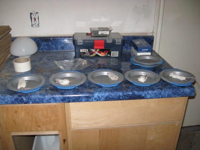 Five mice on plates