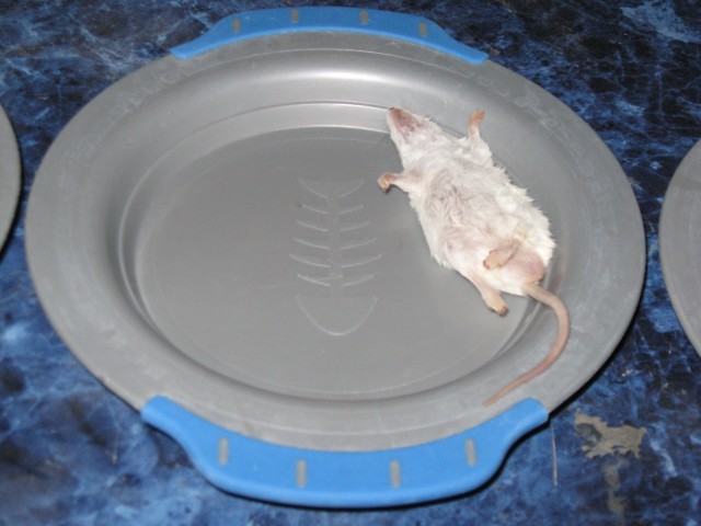 Dead mouse closeup