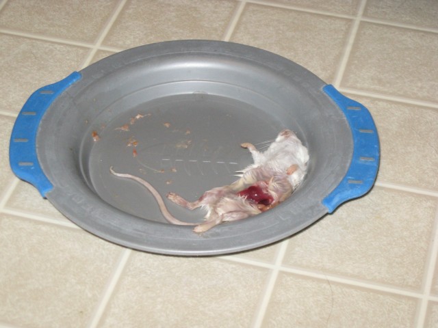 Leftovers from Rasputin