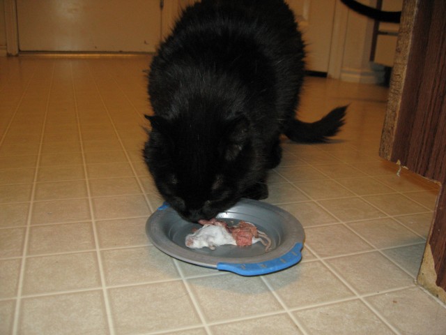 Rasputin tries the mouse