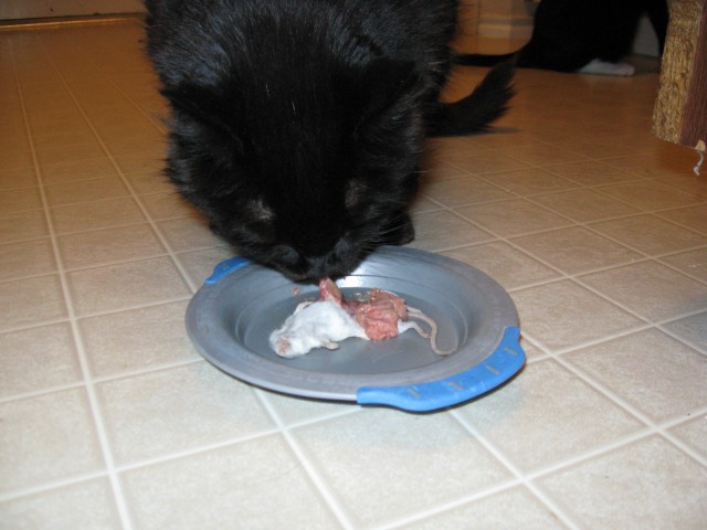 Rasputin pulling on some mouse part