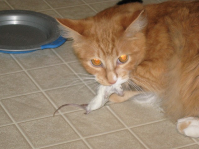Wilbur holds a mouse