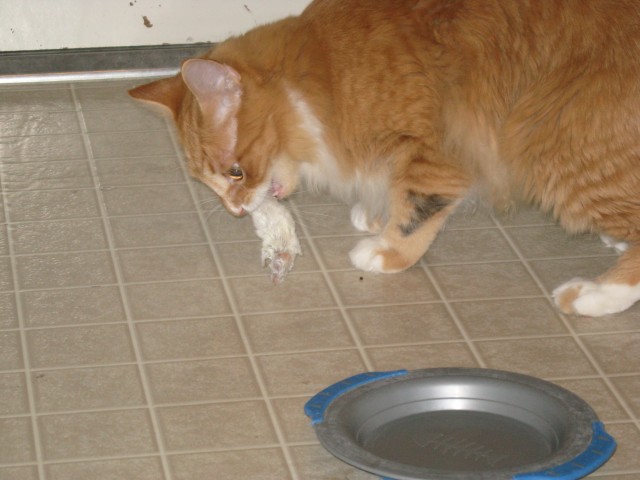 Wilbur carries his mouse