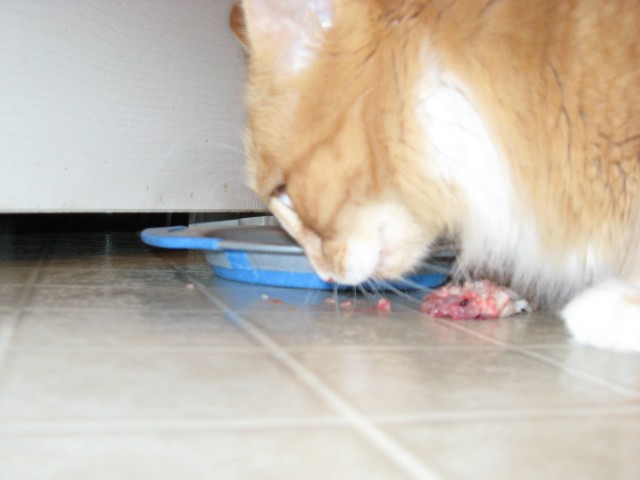 Wilbur working on his mouse