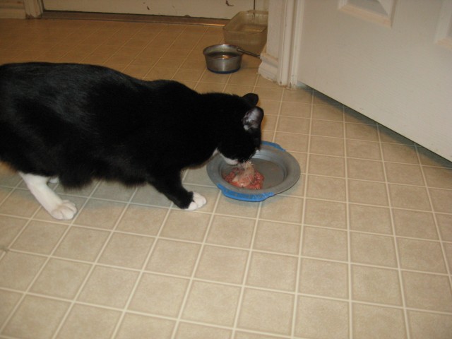 Felix eats his mouse