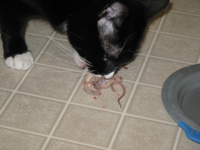 Closeup of Felix eating