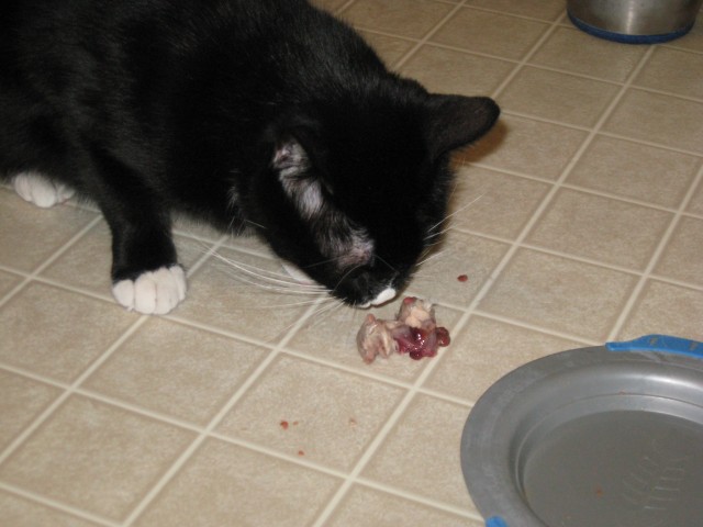 Felix and mouse guts