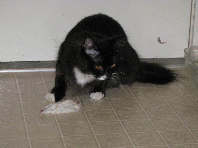 Dusty playing with his mouse