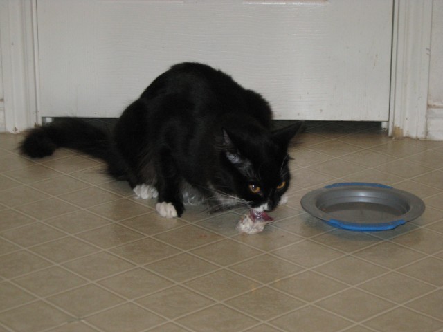 Dusty in action