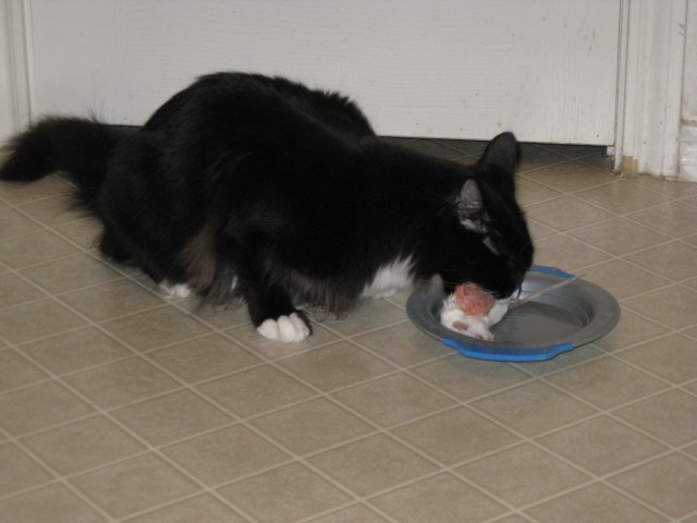 Dusty is done playing