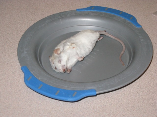 Closeup of an extra large mouse