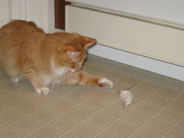 Wilbur pawing his mouse