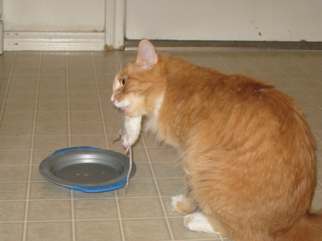 Wilbur eating his mouse