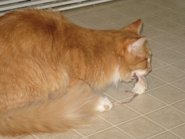 More of Wilbur eating