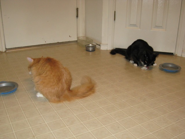 Wilbur and Dusty eating